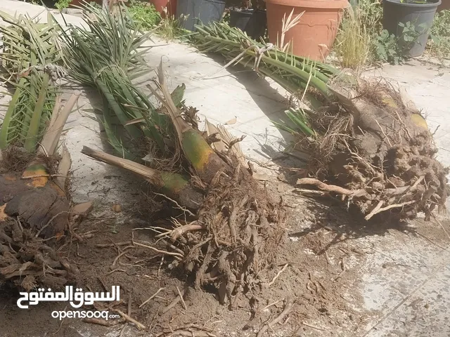 تنظيف النخيل