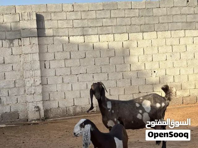 عنز هجين قبرصي