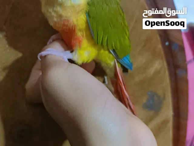 سلام عليكم كنيور اليف طبنه كنيور شتريته هو زغير وربيته. يعني الافه فول بدايه كلام. يعرف اسمه. كوكو
