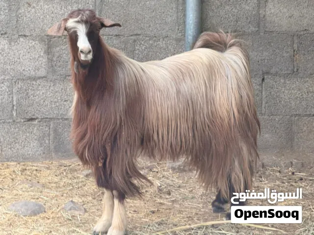 للبيع تيس فحل اجم من حلال بني سعيد مد وشور ما شاء الله سعر145