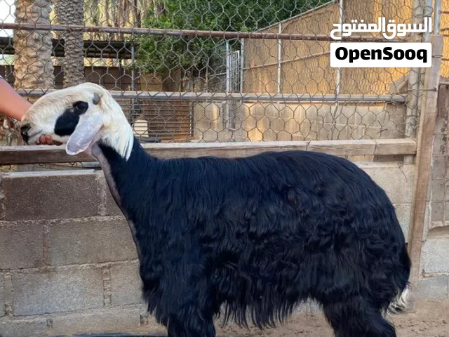 كبش نجدي صنف مستوى فاخر من الآخر ضخامه ومد و شور وجباارة عضم