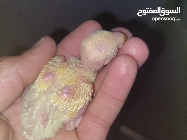 فراخ روز طفرات مميزة للزق اليدوي أقرا التفاصيل/ كوكتيل حب جرين شيك اليف جوز فحل طيرة فرخ هدد زق يدوي