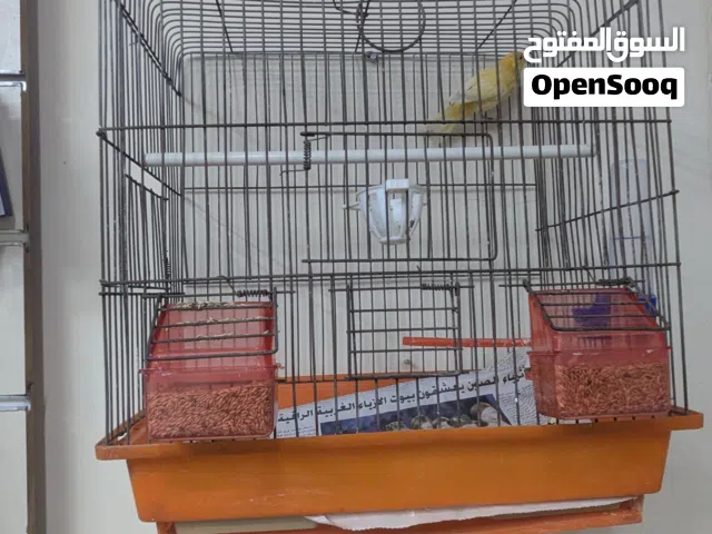فحل كناري جزري غامق شغال نار مع القفص عمره سنه وشهرين بصحه جيده البيع فقط ابعث رساله بوصلك فيديو