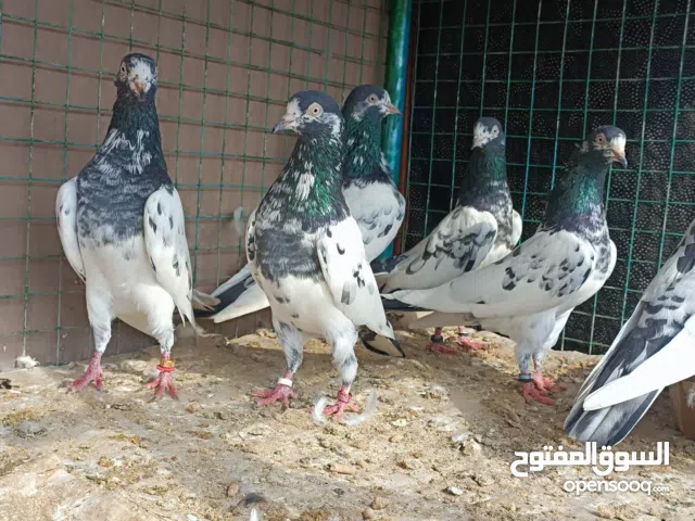 للبيع حمام تيدي 128