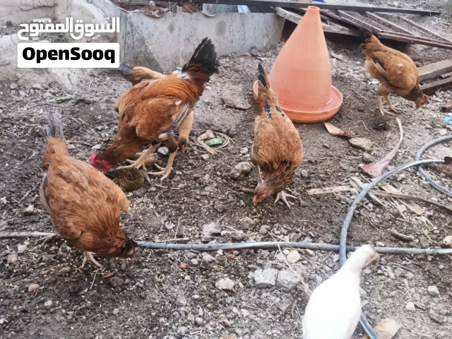 دجاج عرب للبيع /أبي الخصيب العوجه/ الرجاء الاتصال فقط