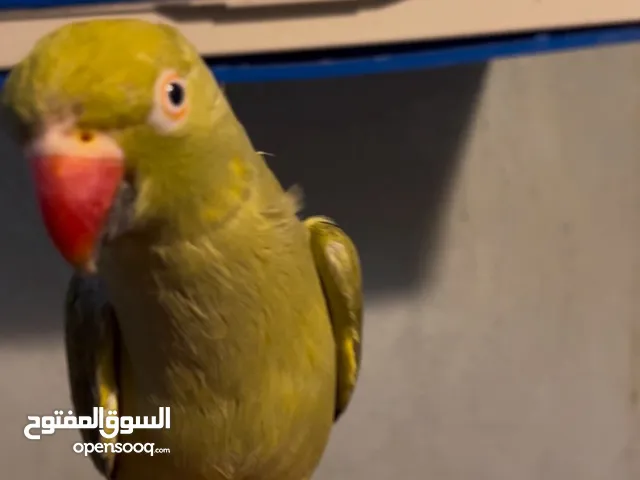 نتاية دره هندية