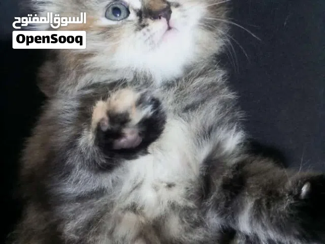 يعطيكم العافية قط سكوتش فولد بسعر طري ... العُمر شهرين ونص
