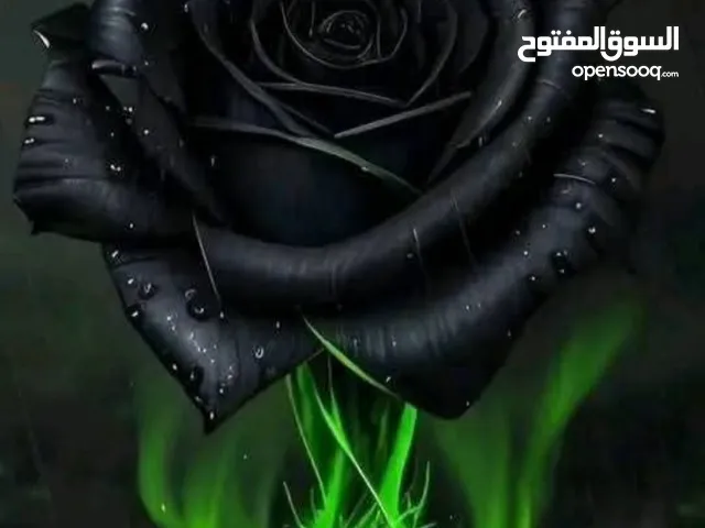 ابوعناد