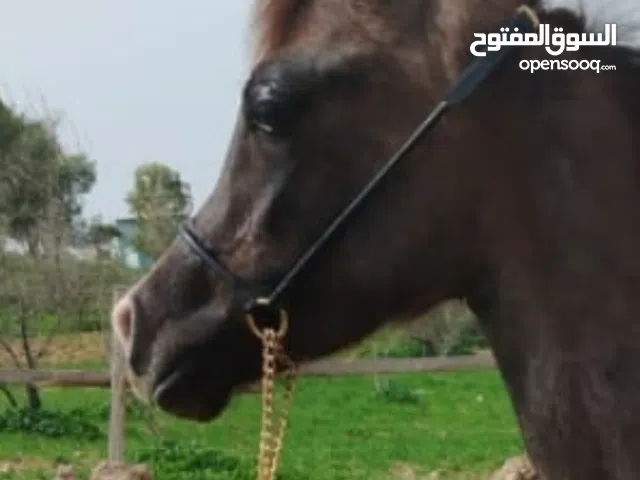 مهره عربيه مسجله