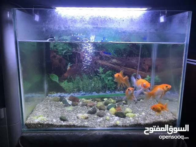 Aquarium with fishes and full set for sale!!!