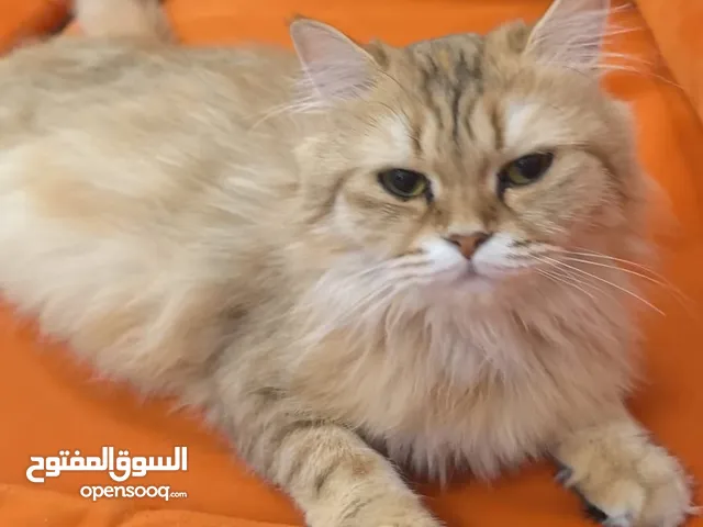 قطه للتبني برسوم هاديه ومطعمه للتبني مجانا