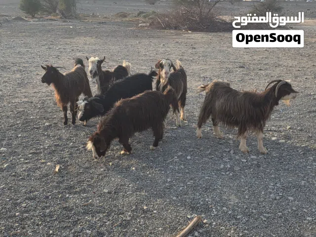 للبيع اغنام من حلال بني سعيد حلال طيب ماشاء الله