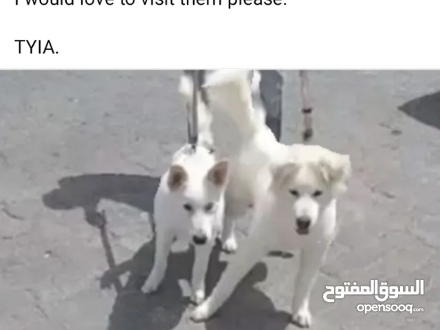 Looking for these 2 dogs