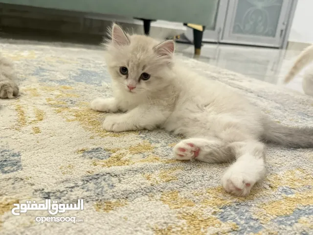 قطط مكس شيرازي/هيمالايا عمرهم شهرين حاليا cats for sale mixed Persian/ Himalayan