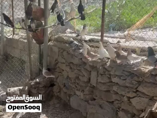 حمام منوع للبيع بالجملة 35 حبة