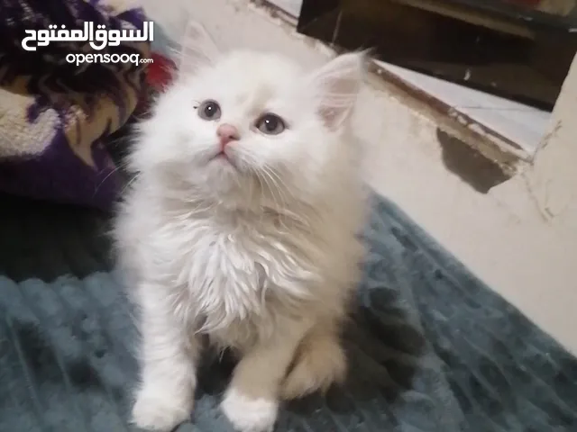 انثى شيرازي شقراء عمرها شهر و25 يوم أليف جداً ونظيفه صحتها فل الفل دبدوبه وشعرها كثيف