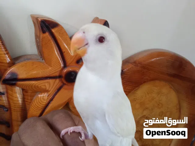 روز البينو اليف لصقه