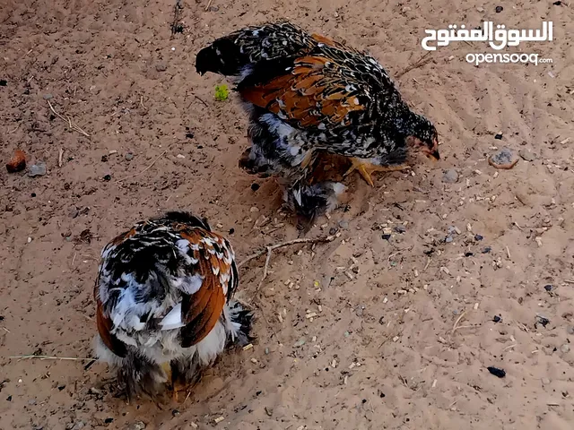 متوفر فلاليس براهمي زهري