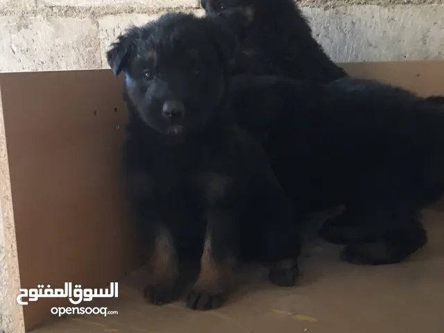 جراو جيرمن