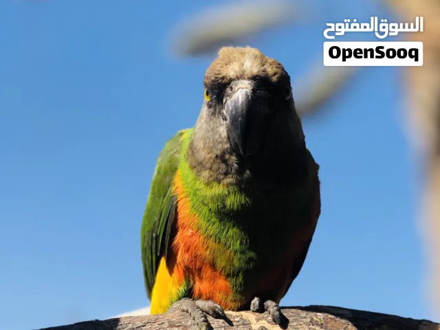 ببغاء سنغالي