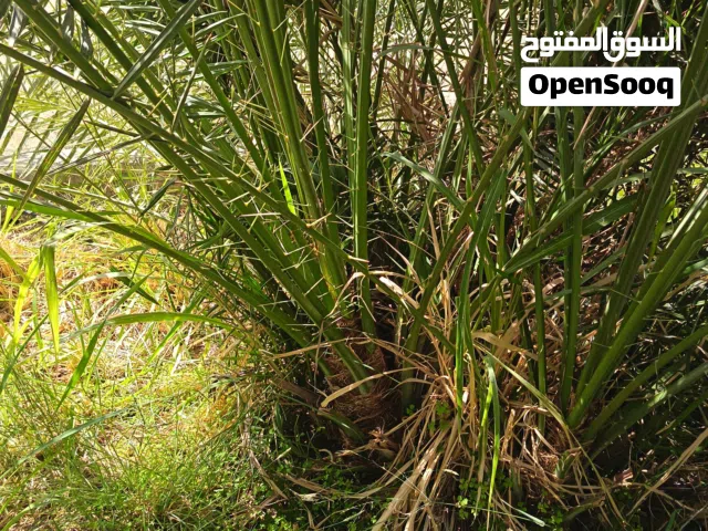 خلاص الظاهره  للبيع