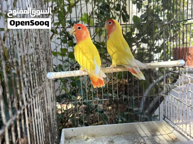 كوبيه بركديلو دكر لفه حمرا وانتى فيس مشاء الله