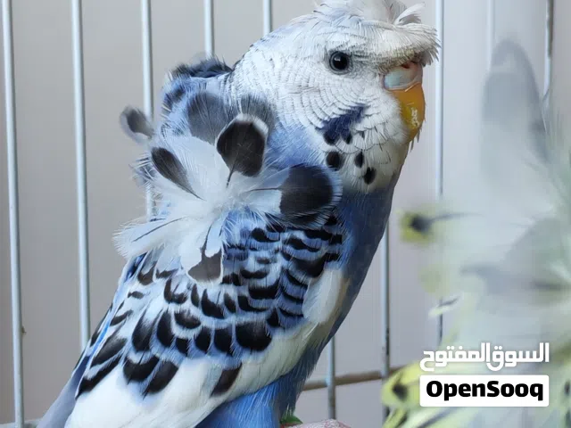جوز هوقورومو
