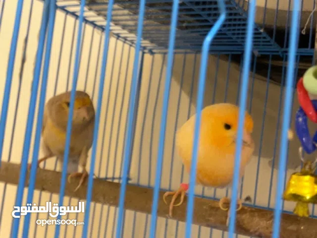 زوج كناري ألماني