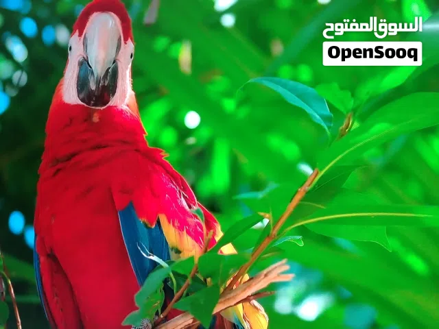 LG Smart 55 Inch TV in Zarqa