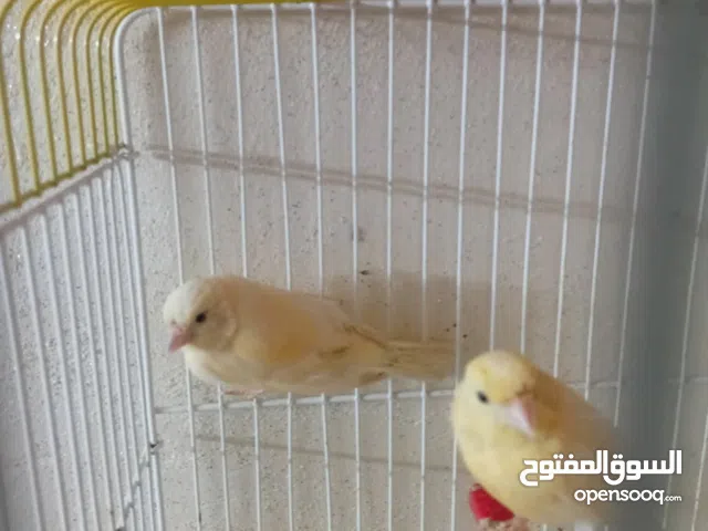 متاح مخليف ثنين كنار عمر3اشهرونص أقرء الوصف