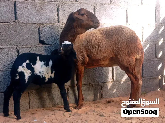 تنيه هجين صوف تحتها حوليا تبارك الرحمن