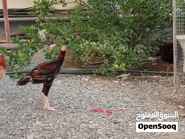 دجاج بكستاني ودجاح عماني ودجاج فرنسي