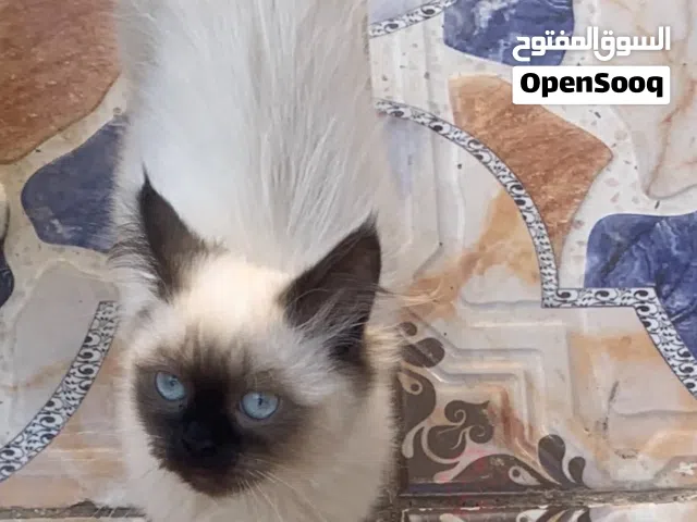 قط هملايا ذكر العمر 3اشهر صحه جيده