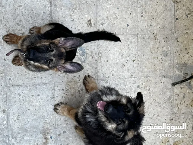 كلبين جيرمن شيبرد عمر 4 أشهر
