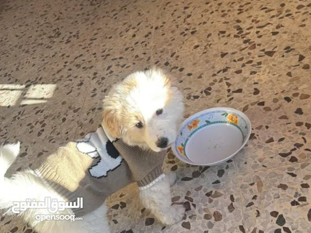 cute maltese mini puppy
