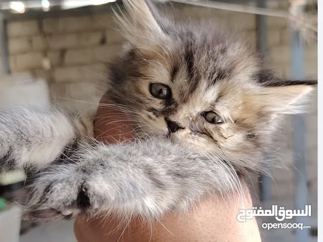 قطط للبيع الوحدة ع 25