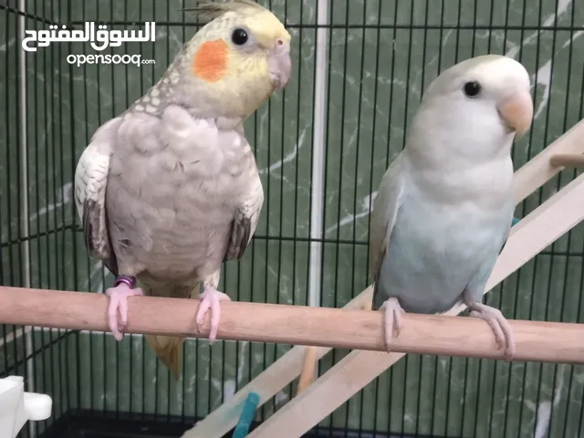Cocatail and African lovebird