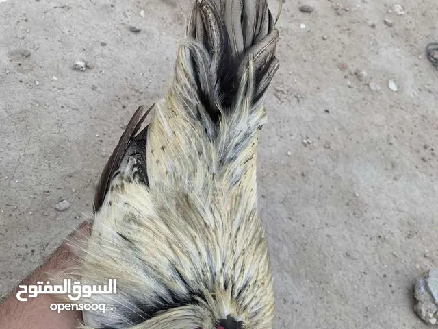 دجاج حباحب كويتي افرك خير من الله و الدجاجة بياضة و شرط الشد حلوات و نظيفات و خير من الله ملقحات