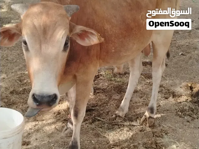 ثور مطعوم للبيع حجم كبير