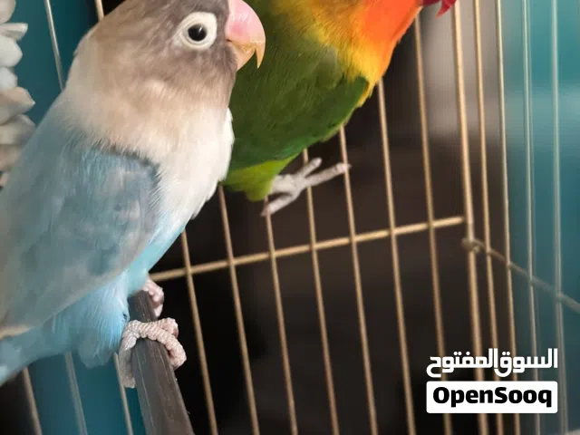 جواز فيشرات وروز للبيع وبنشري