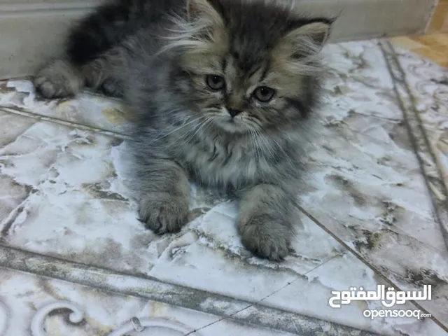 قطط صغيرة لون مميز 50 دينار