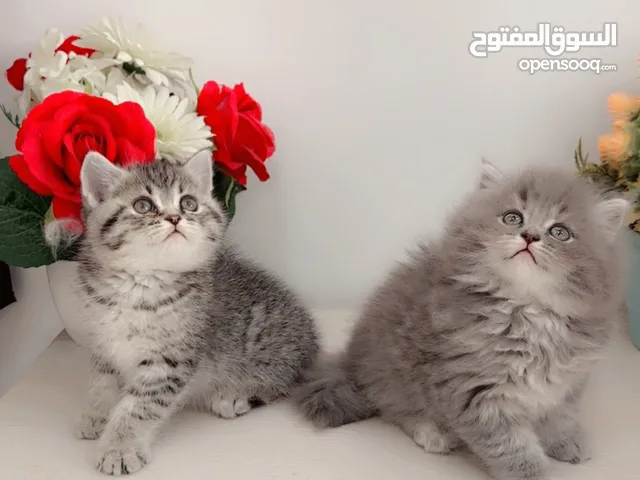 British short hair and moon face kittens very friendly and playful long hair