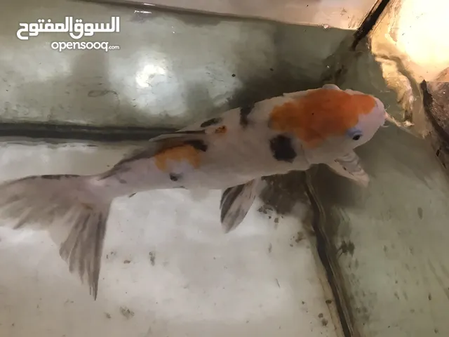 Koi fish ( 01 feet long)