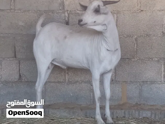 هوش و كباشه وجعد للبيع لذبح أو التربيه