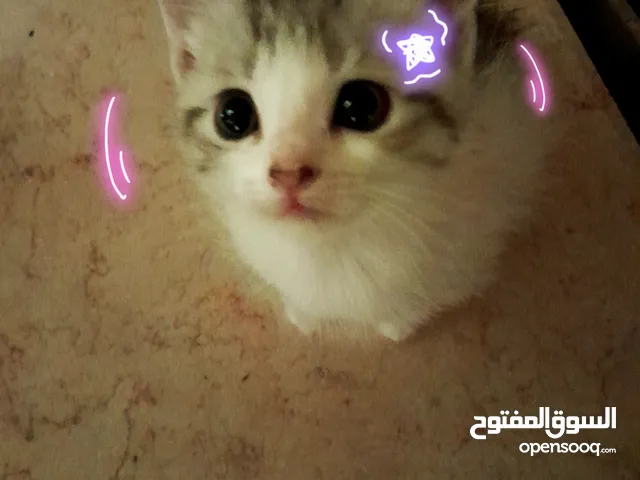 قطه صغيره شيرازي لطيفه بعمر الشهر ونصف فقط ..