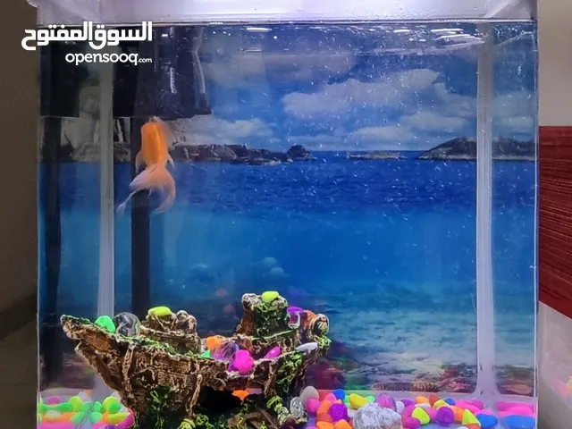 Fish Tank with 1 gold fish