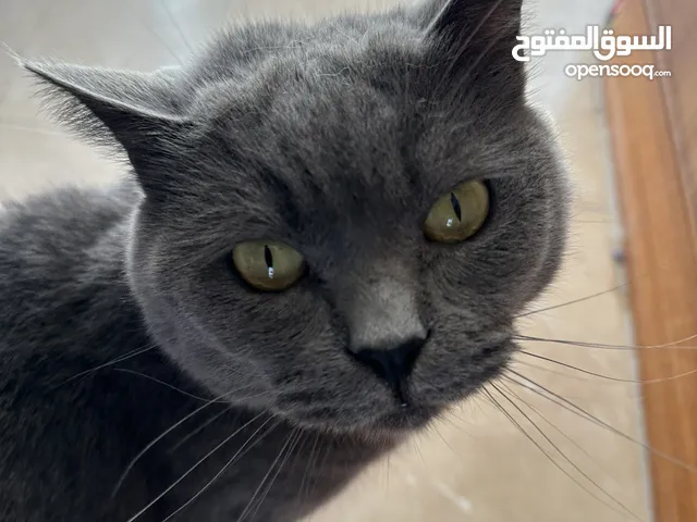 3 قطط للتبني بس مطلوب مخافة الله فيهم
