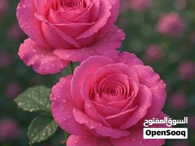 عفش كامل بين جيد ومقبول  للبيع بداعي السفر