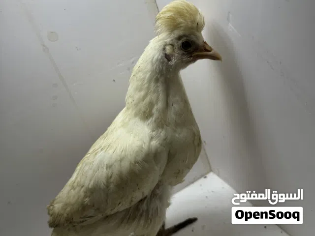 Chickens 3 months old