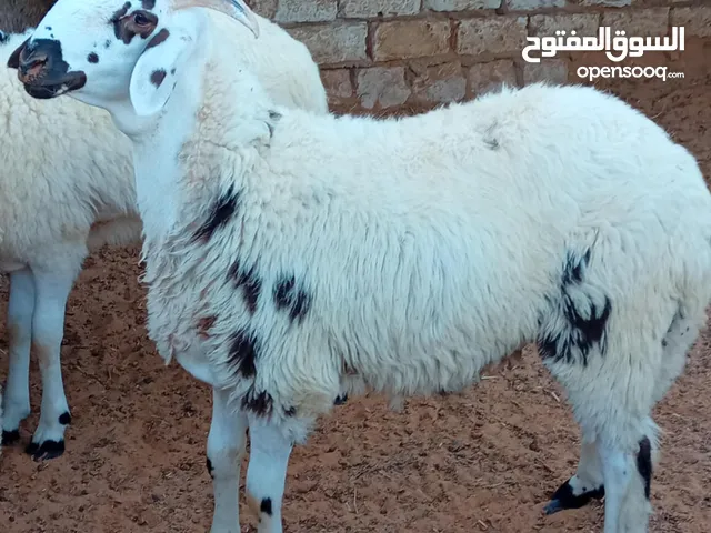 عدد 7 خرفان للبيع